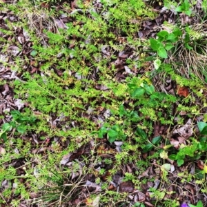 Galium aparine at Yarralumla, ACT - 5 Oct 2018 10:00 AM