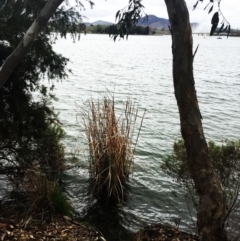 Typha sp. (Cumbungi) at Yarralumla, ACT - 5 Oct 2018 by ruthkerruish