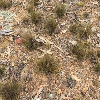 Austrostipa scabra subsp. falcata (Rough Spear-grass) at Attunga Point - 5 Oct 2018 by ruthkerruish