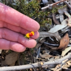 Dillwynia sp. at Bruce, ACT - 6 Oct 2018 by LyndalT