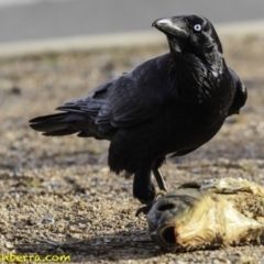 Corvus coronoides (Australian Raven) at Commonwealth & Kings Parks - 8 Oct 2018 by BIrdsinCanberra