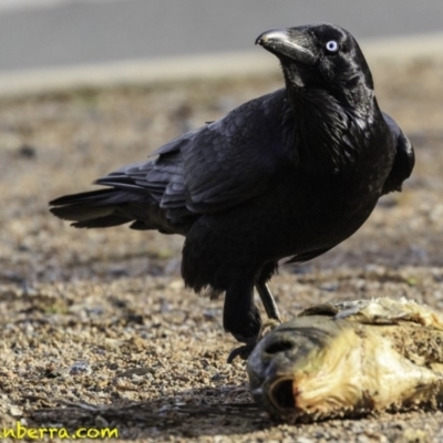 Corvus coronoides (Australian Raven) at Mount Ainslie to Black Mountain - 9 Oct 2018 by JonSteinbeck