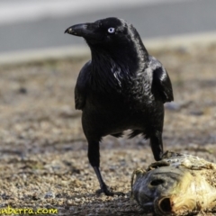 Corvus coronoides at Parkes, ACT - 9 Oct 2018 08:03 AM