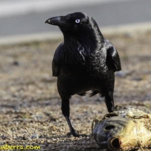 Corvus coronoides at Parkes, ACT - 9 Oct 2018