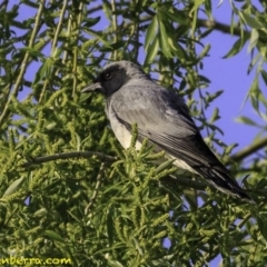 Coracina novaehollandiae (Black-faced Cuckooshrike) at Mount Ainslie to Black Mountain - 9 Oct 2018 by JonSteinbeck