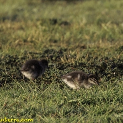 Chenonetta jubata (Australian Wood Duck) at Mount Ainslie to Black Mountain - 9 Oct 2018 by JonSteinbeck