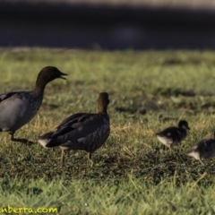 Chenonetta jubata at Parkes, ACT - 9 Oct 2018