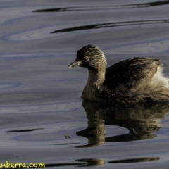 Poliocephalus poliocephalus (Hoary-headed Grebe) at Parkes, ACT - 9 Oct 2018 by BIrdsinCanberra