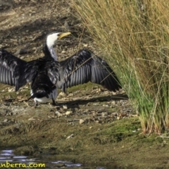 Microcarbo melanoleucos (Little Pied Cormorant) at Parkes, ACT - 9 Oct 2018 by BIrdsinCanberra