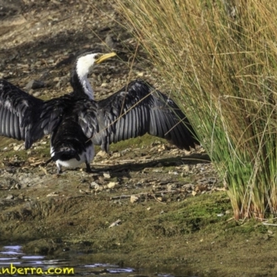 Microcarbo melanoleucos (Little Pied Cormorant) at Mount Ainslie to Black Mountain - 9 Oct 2018 by JonSteinbeck