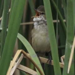 Acrocephalus australis (Australian Reed-Warbler) at Commonwealth & Kings Parks - 8 Oct 2018 by BIrdsinCanberra