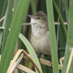 Acrocephalus australis at Parkes, ACT - 9 Oct 2018