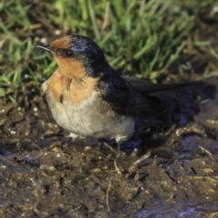 Hirundo neoxena (Welcome Swallow) at Mount Ainslie to Black Mountain - 9 Oct 2018 by JonSteinbeck