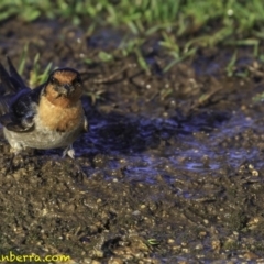 Hirundo neoxena at Parkes, ACT - 9 Oct 2018