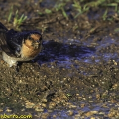 Hirundo neoxena at Parkes, ACT - 9 Oct 2018