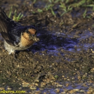 Hirundo neoxena at Parkes, ACT - 9 Oct 2018