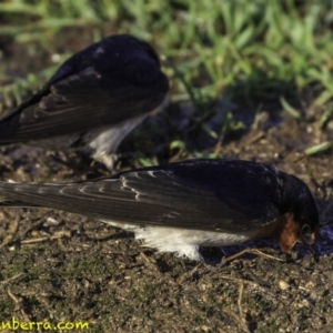 Hirundo neoxena at Parkes, ACT - 9 Oct 2018