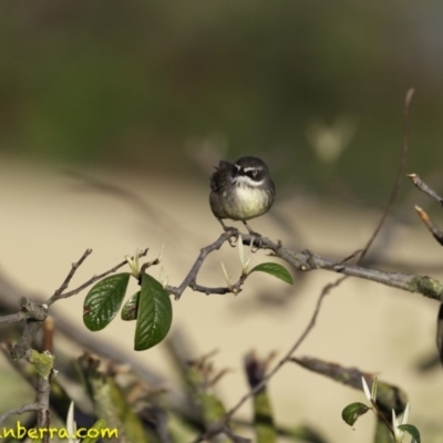 Sericornis frontalis (White-browed Scrubwren) at Mount Ainslie to Black Mountain - 9 Oct 2018 by JonSteinbeck