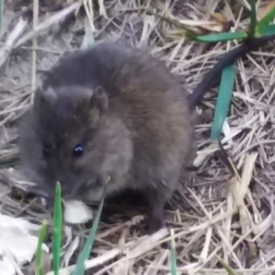 Rattus lutreolus (Swamp Rat) at Murrah, NSW - 2 Oct 2018 by narelle