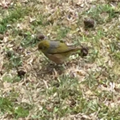 Zosterops lateralis (Silvereye) at Cuttagee, NSW - 10 Oct 2018 by loumcc