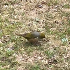 Zosterops lateralis at Cuttagee, NSW - 10 Oct 2018 01:45 PM