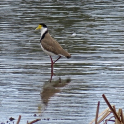 Vanellus miles (Masked Lapwing) at Isabella Plains, ACT - 10 Oct 2018 by RodDeb