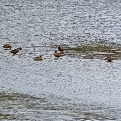 Anas gracilis (Grey Teal) at Isabella Plains, ACT - 10 Oct 2018 by RodDeb