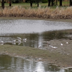 Chroicocephalus novaehollandiae at Isabella Plains, ACT - 10 Oct 2018