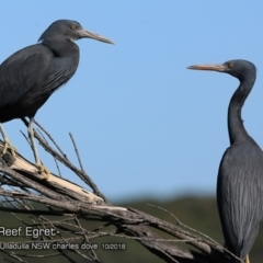 Egretta sacra (Eastern Reef Egret) at Ulladulla, NSW - 3 Oct 2018 by CharlesDove