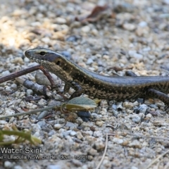Eulamprus quoyii (Eastern Water Skink) at Ulladulla Reserves Bushcare - 7 Oct 2018 by CharlesDove