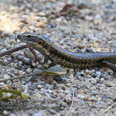 Eulamprus quoyii (Eastern Water Skink) at Ulladulla Reserves Bushcare - 7 Oct 2018 by CharlesDove