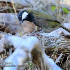 Psophodes olivaceus (Eastern Whipbird) at Ulladulla - Warden Head Bushcare - 6 Oct 2018 by CharlesDove