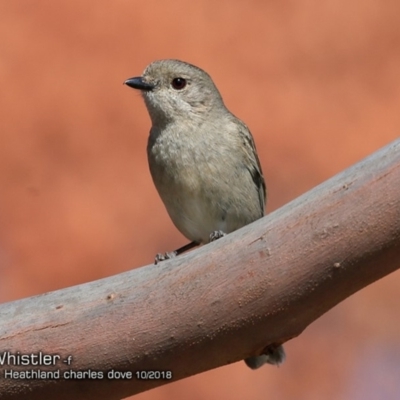 Pachycephala pectoralis (Golden Whistler) at Burrill Lake, NSW - 2 Oct 2018 by Charles Dove