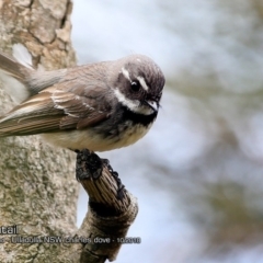 Rhipidura albiscapa (Grey Fantail) at Ulladulla, NSW - 7 Oct 2018 by CharlesDove