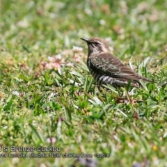 Chalcites basalis (Horsfield's Bronze-cuckoo) at Undefined - 3 Oct 2018 by CharlesDove