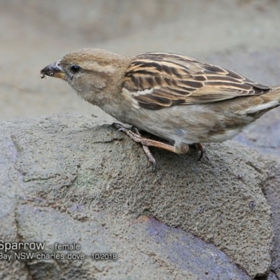 Passer domesticus (House Sparrow) at Undefined - 7 Oct 2018 by CharlesDove