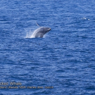 Megaptera novaeangliae (Humpback Whale) at Undefined - 7 Oct 2018 by Charles Dove
