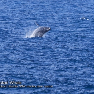 Megaptera novaeangliae (Humpback Whale) at Undefined - 8 Oct 2018 by CharlesDove