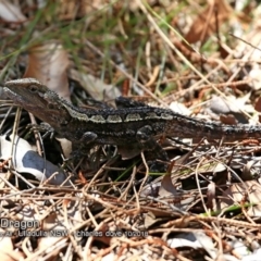 Amphibolurus muricatus (Jacky Lizard) at Ulladulla Reserves Bushcare - 3 Oct 2018 by CharlesDove