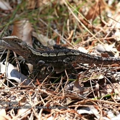 Amphibolurus muricatus (Jacky Lizard) at Ulladulla Reserves Bushcare - 3 Oct 2018 by CharlesDove