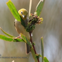 Zosterops lateralis (Silvereye) at Meroo National Park - 3 Oct 2018 by CharlesDove