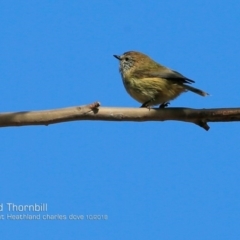 Acanthiza lineata (Striated Thornbill) at Dolphin Point, NSW - 3 Oct 2018 by CharlesDove