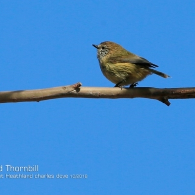 Acanthiza lineata (Striated Thornbill) at Dolphin Point, NSW - 3 Oct 2018 by CharlesDove