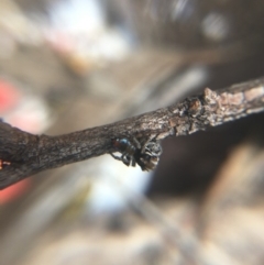 Maratus calcitrans (Kicking peacock spider) at Acton, ACT - 7 Oct 2018 by W