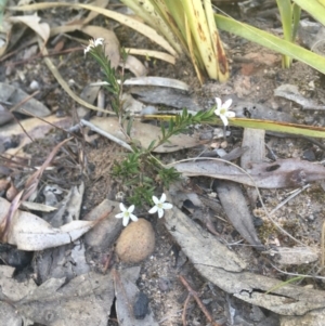 Rhytidosporum procumbens at Acton, ACT - 7 Oct 2018 10:29 AM