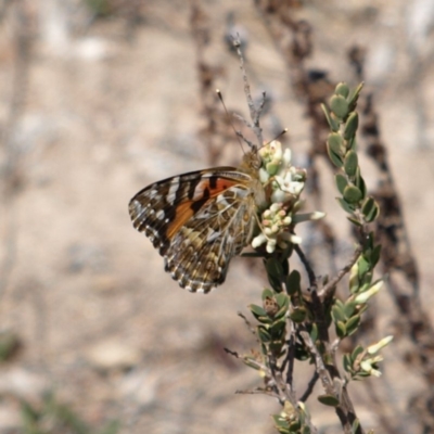 Vanessa kershawi (Australian Painted Lady) at Mount Taylor - 7 Oct 2018 by MatthewFrawley