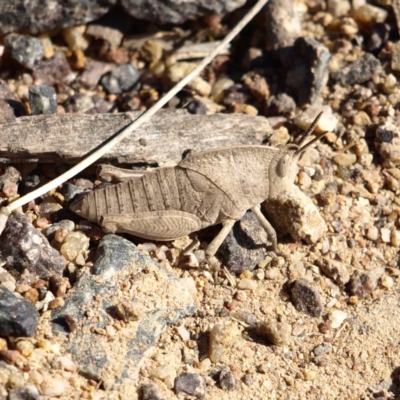 Goniaea sp. (genus) (A gumleaf grasshopper) at Kambah, ACT - 7 Oct 2018 by MatthewFrawley