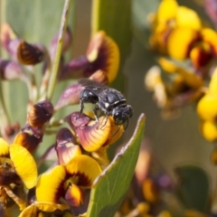 Hylaeus (Xenohylaeus) leptospermi (A masked bee) at Michelago, NSW - 13 Oct 2017 by Illilanga