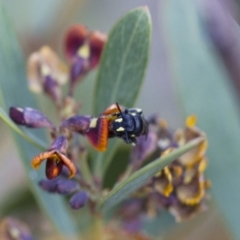 Hylaeus (Planihylaeus) daviesiae (Hylaeine colletid bee) at Michelago, NSW - 13 Oct 2017 by Illilanga