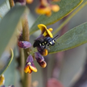 Hylaeus (Planihylaeus) daviesiae at Michelago, NSW - 13 Oct 2017